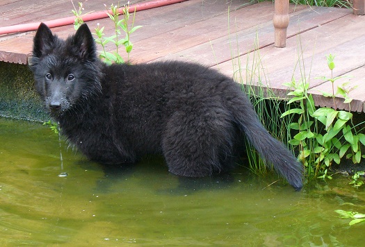 Angelina de Geracao nova